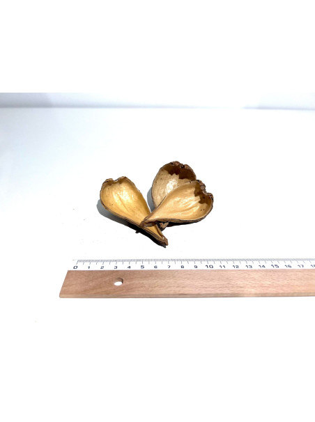 Dragea (Pack 3 Unidades) - Sakana Botanicals