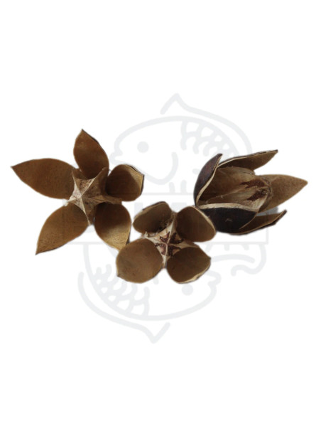 Sakana - Wild Flower (Pack 3 Unidades)