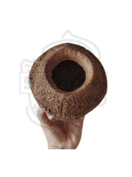 Sakana - Sapucaia XXL (Una Unidad)