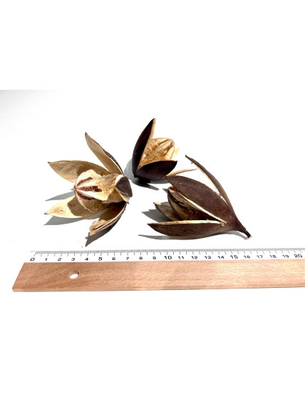 Sakana - Wild Flower (Pack 3 Unidades)