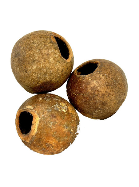 Cáscara de Wood Apple - Limonia acidissima