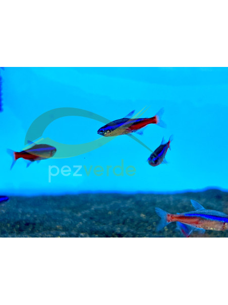 Paracheirodon innesi – Neón innesi