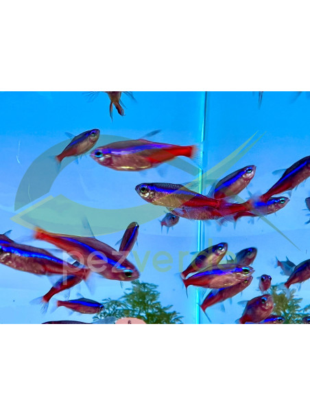 Paracheirodon innesi – Neón innesi