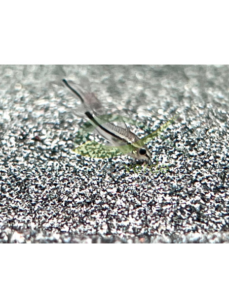 Corydoras pygmaeus - Corydora pigmea