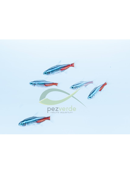 Paracheirodon innesi – Neón innesi