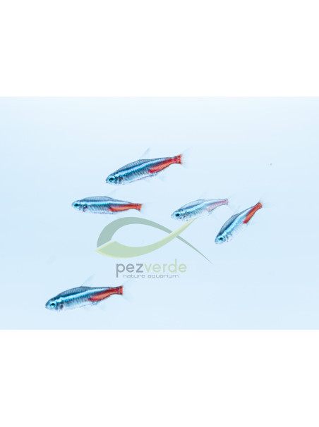 Paracheirodon innesi – Neón innesi