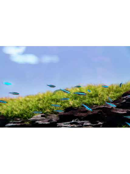 Paracheirodon simulans - Neón Verde