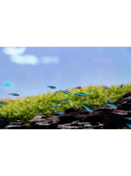 Paracheirodon simulans - Neón Verde