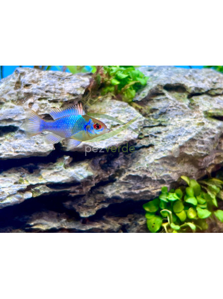 Mikrogeophagus ramirezi - Azul Eléctrico - Electric Blue