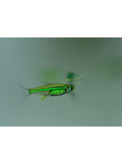 Microdevario kubotai – Rásbora Kubotai