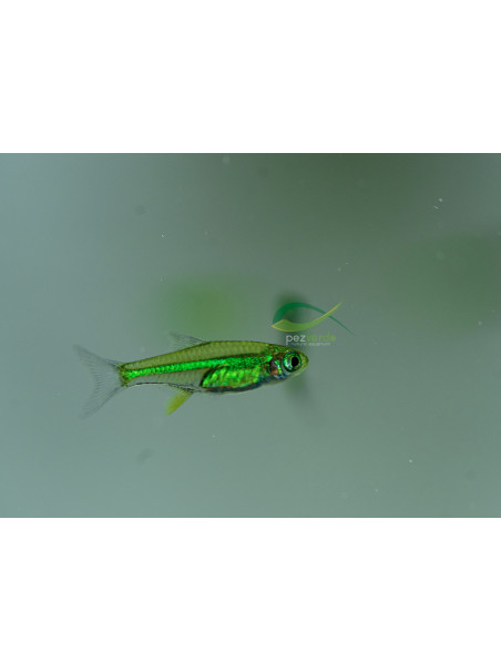 Microdevario kubotai – Rásbora Kubotai