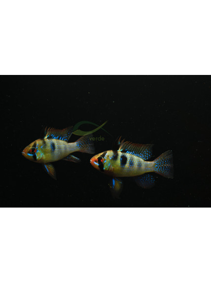 Mikrogeophagus ramirezi - Azul Alemán - 3,5 - 4,0 cm