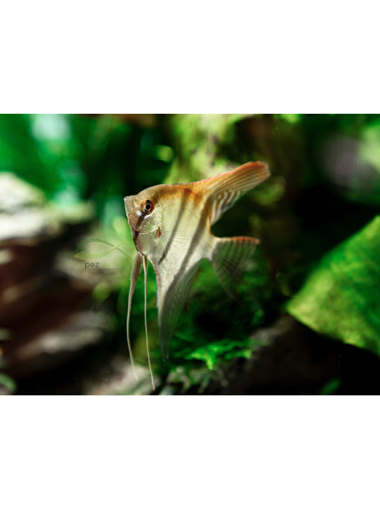 Pterophyllum scalare var ‘Manacapuru Super Red’