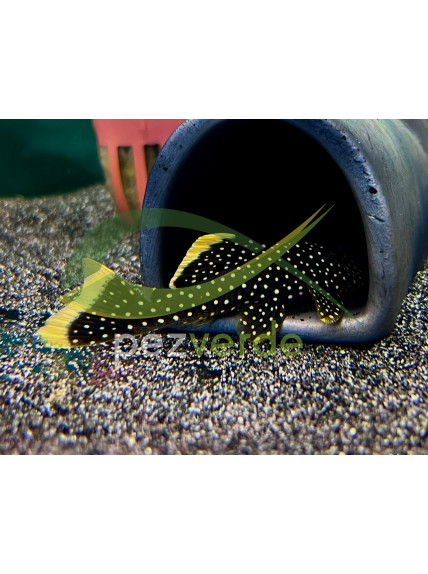 Baryancistrus xanthellus – Pepita de Oro - L018