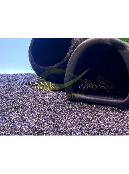 Hypancistrus sp. - L066