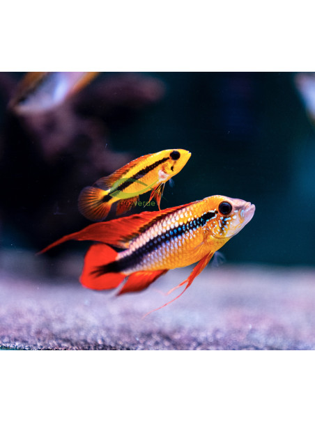 Apistogramma agassizii doble rojo