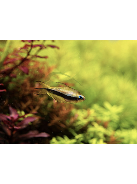 Nematobrycon palmeri – Tetra Emperador