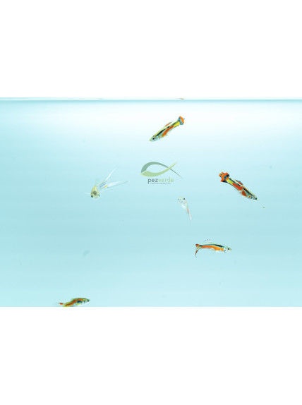 Poecilia wingei – Endler enano surtido