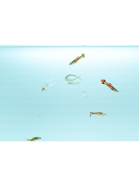 Poecilia wingei – Endler enano surtido