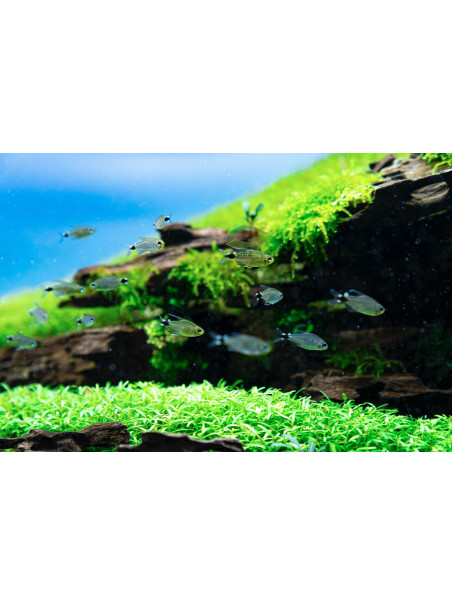 Hyphessobrycon elachys – Tetra Arco o Tetra Pigmeo