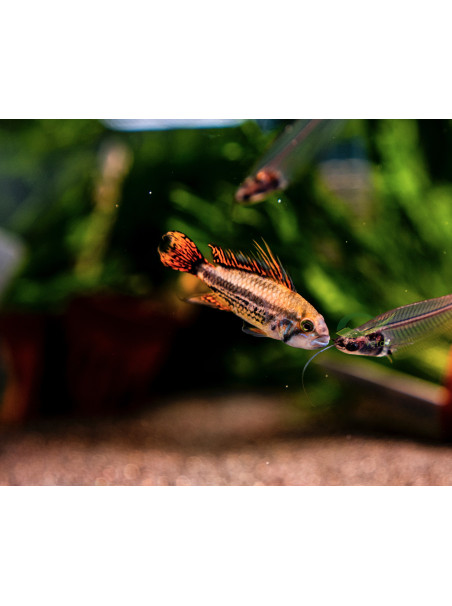 Apistogramma cacatuoides doble rojo
