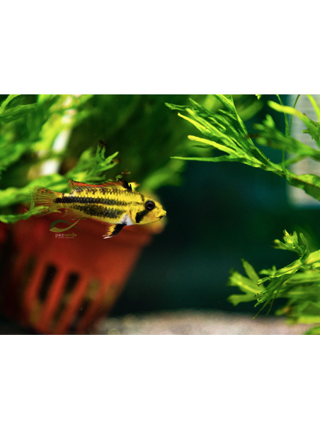 Apistogramma cacatuoides doble rojo