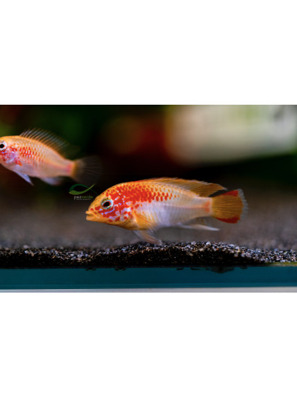 Apistogramma viejita oro