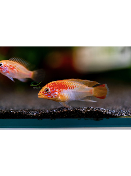 Apistogramma viejita oro