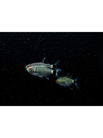 Moenkhausia sanctaefilomenae – Tetra de Ojo Rojo - Filomena