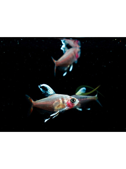 Hyphessobrycon ornatus de velo blanco 2