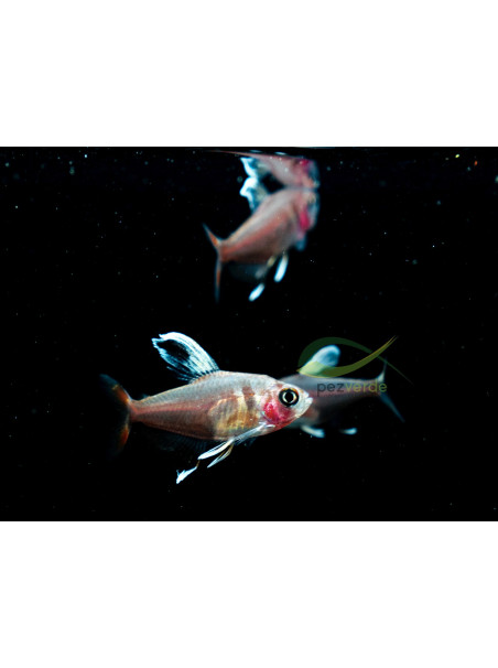 Hyphessobrycon ornatus de velo blanco