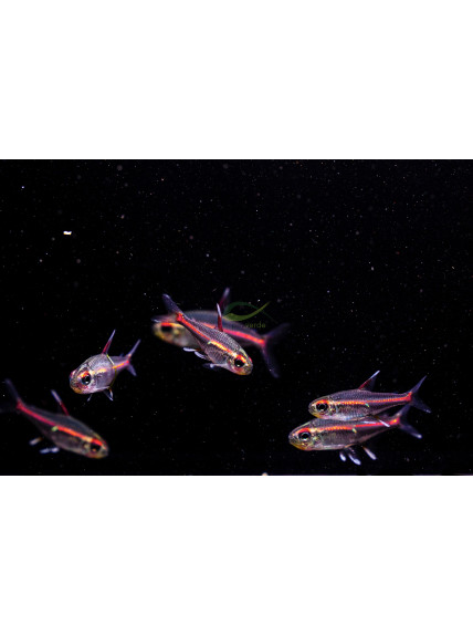 Hemigrammus erythrozonus – Neón Rosa - Neón Cobre – Tetra Luminoso
