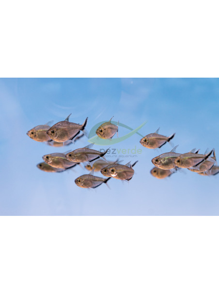 Moenkhausia costae – Tetra costae – Tetra Fortuna