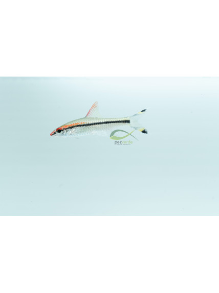 Sahyadria denisonii – Puntius denisonii – Barbo Torpedo