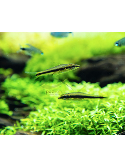 Crossocheilus siamensis – Zorro Siamensis – Zorro Volador