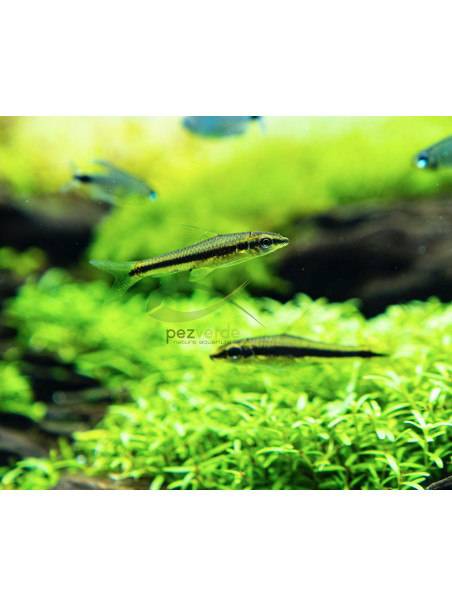 Crossocheilus siamensis – Zorro Siamensis – Zorro Volador