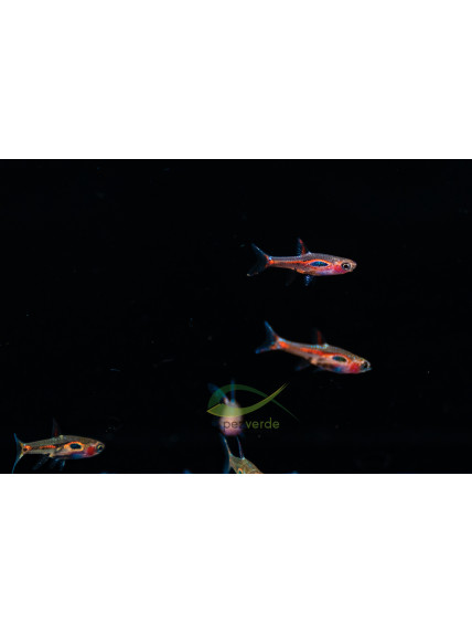 Boraras brigittae – Rásbora Mosquito