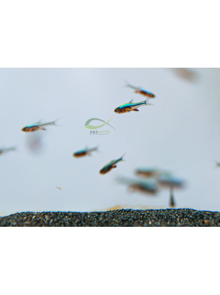 Sundadanio axelrodi – Rásbora Axelrodi Azul