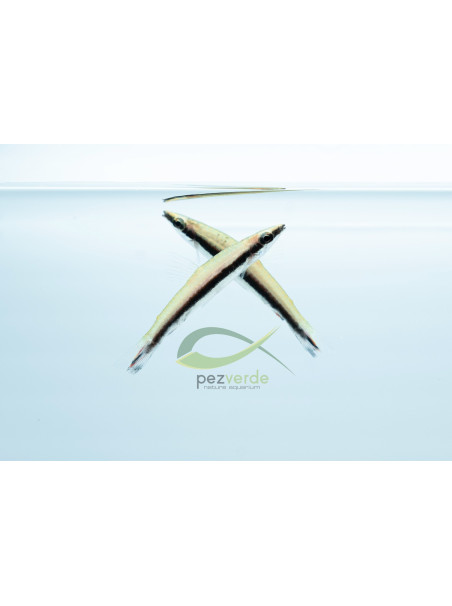 Nannostomus eques – Pez Lápiz Cohete