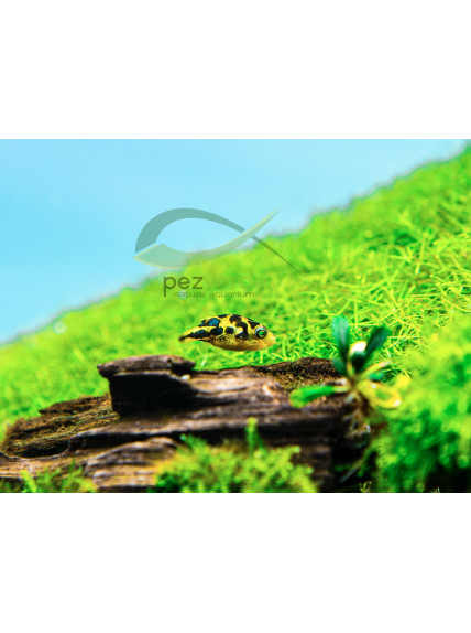 Carinotetraodon travancoricus – Pez Globo Enano de Agua Dulce