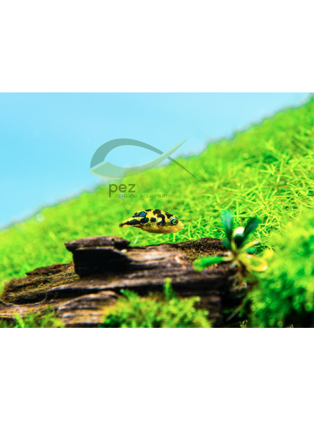 Carinotetraodon travancoricus – Pez Globo Enano de Agua Dulce