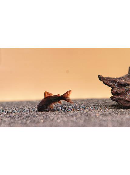 Corydoras aeneus ‘Black Venezuela’ 2