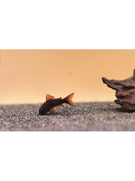 Corydoras aeneus ‘Black Venezuela’