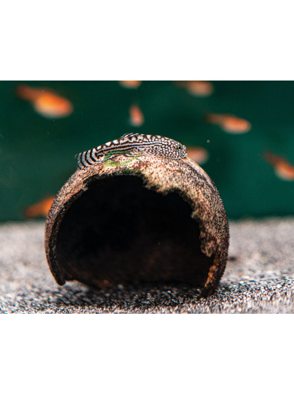 Sewellia lineolata – Ventosa de Borneo Tigre mariposa