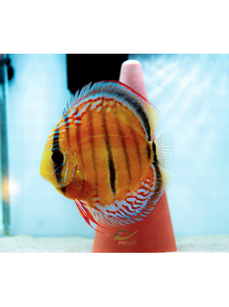 Disco Oro RED ICA - Ejemplar Premium