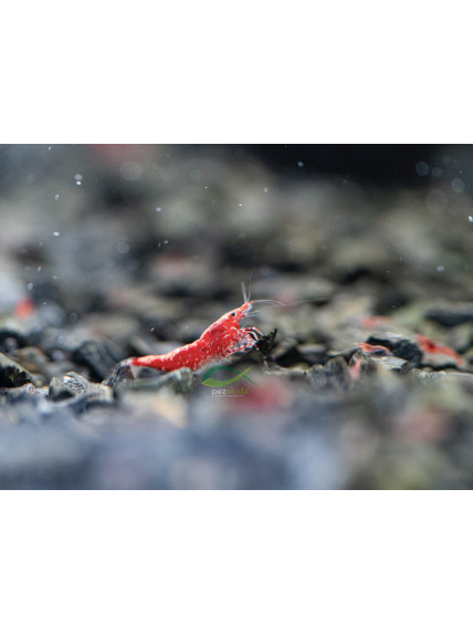 Neocaridina davidi var ‘Red Cherrie’ 2