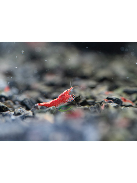 Neocaridina davidi var ‘Red Cherrie’