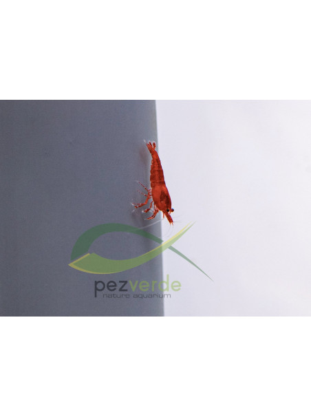 Neocaridina davidi var ‘Bloody Mary’