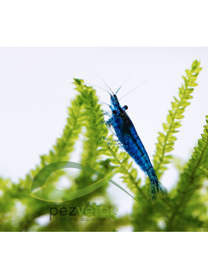 Neocaridina davidi var ‘Blue Dream’ (Blue Velvet)