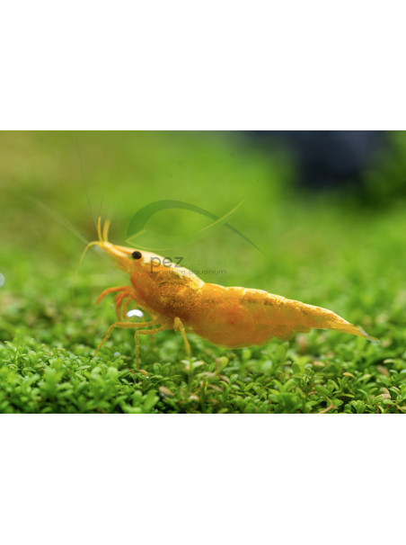 Neocaridina davidi var ‘Yellow Golden Back’